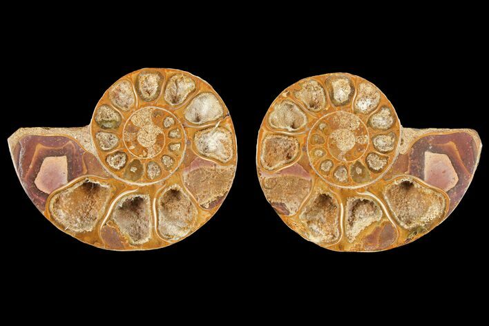 Cut & Polished Agatized Ammonite Fossil- Jurassic #131623